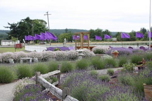 Lavender Season at Sunshine Herb & Lavender Farm