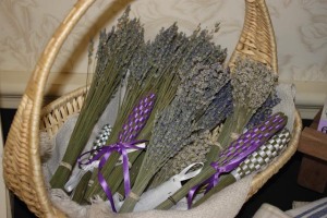 Ontario Lavender 