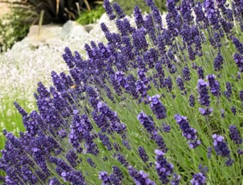 Lavender: A Treat for Honeybees